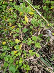 Tetragonia implexicoma