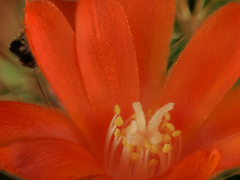Aylostera kupperiana