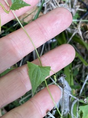 Zehneria cunninghamii
