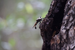 Blepharotes coriarius