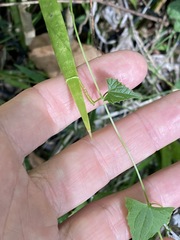 Zehneria cunninghamii