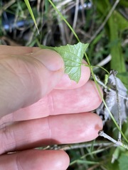 Zehneria cunninghamii
