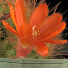 Aylostera kupperiana