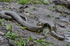 Pseudoeryx plicatilis