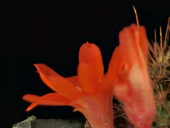 Aylostera kupperiana