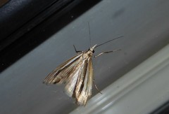 Orocrambus ramosellus