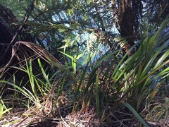 Dianella nigra