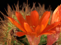 Aylostera kupperiana