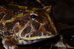 Chacoan Horned Frog photo 3