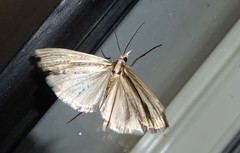 Orocrambus ramosellus