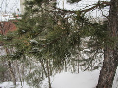 Pinus sylvestris