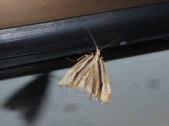 Orocrambus ramosellus