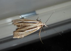 Orocrambus ramosellus