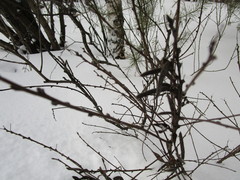 Caragana arborescens