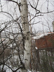 Betula