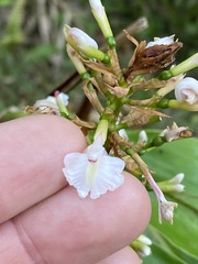 Alpinia caerulea
