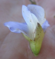 Psoralea speciosa