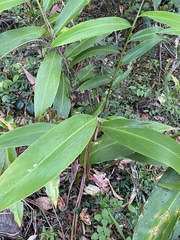 Alpinia caerulea