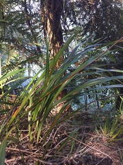 Dianella nigra
