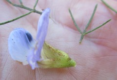 Psoralea speciosa