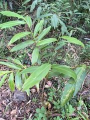 Alpinia caerulea