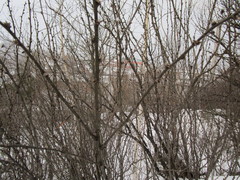 Caragana arborescens