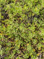 Tetragonia implexicoma