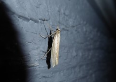 Orocrambus ramosellus