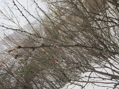 Caragana arborescens