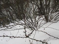 Caragana arborescens