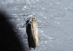 Orocrambus ramosellus