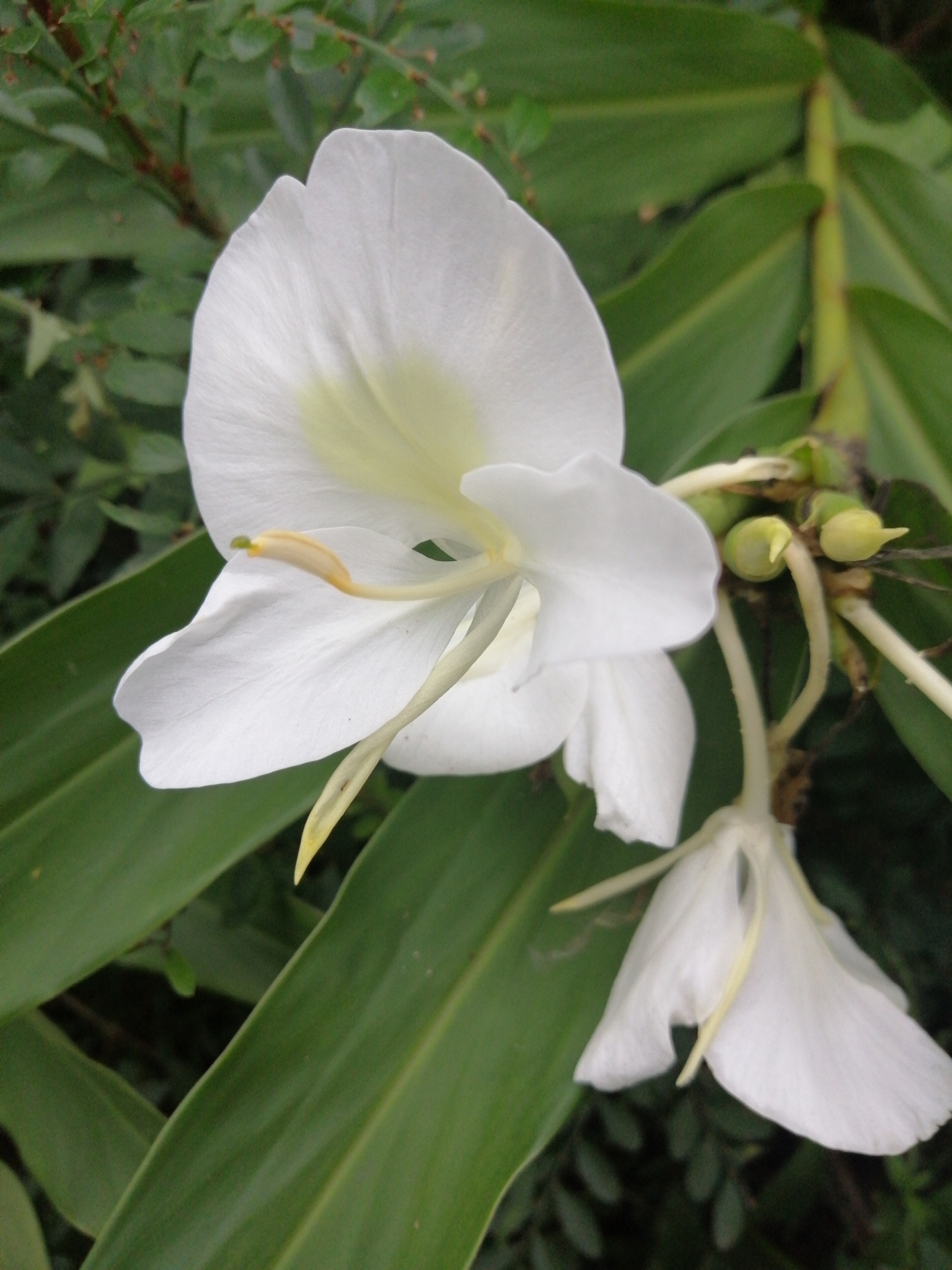 Hedychium image