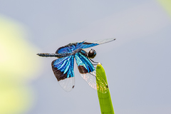Rhyothemis resplendens