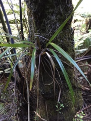 Dianella nigra