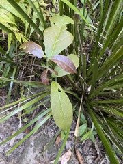 Mallotus claoxyloides
