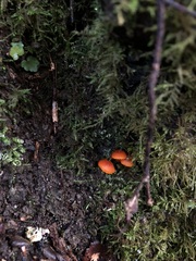 Hygrocybe marchii