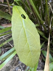 Mallotus claoxyloides