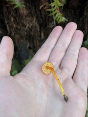 Hygrocybe marchii