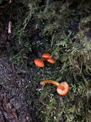 Hygrocybe marchii