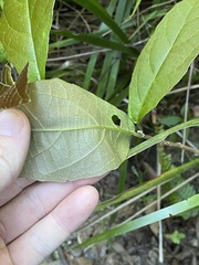 Mallotus claoxyloides