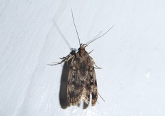 Barea exarcha