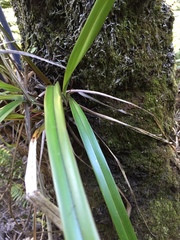 Dianella nigra