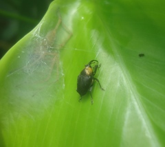Centrinus argentinensis