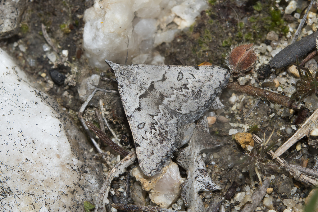 Variable Heath Moth