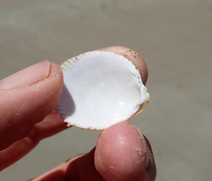 Acrosterigma cygnorum