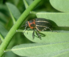 Neodiplogrammus quadrivittatus
