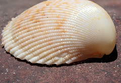 Acrosterigma cygnorum