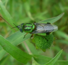 Hedriodiscus pulcher