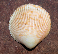 Acrosterigma cygnorum