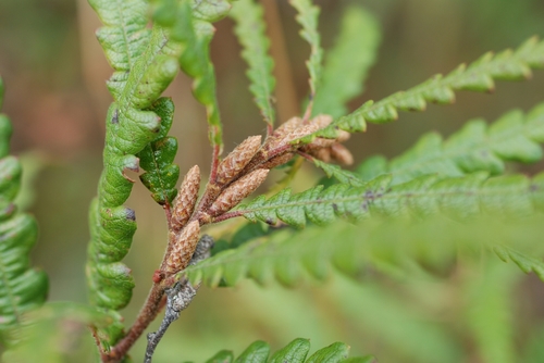 Comptonia peregrina